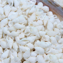 Load image into Gallery viewer, 50/100PCS Natural conch shell Aquarium decoration mini Sea Beach Shell Conch Seashells DIY Crafts for party Home decor white