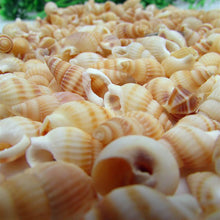 Load image into Gallery viewer, 50/100PCS Natural conch shell Aquarium decoration mini Sea Beach Shell Conch Seashells DIY Crafts for party Home decor white